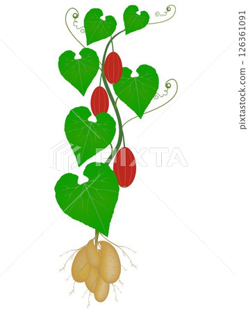 Tladianta dubious plant with fruits on a white background. Tladianta dubious plant with fruits on a white background. 126361091