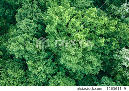 Top down flat aerial view of dark lush forest with green trees canopies in summer 126361149