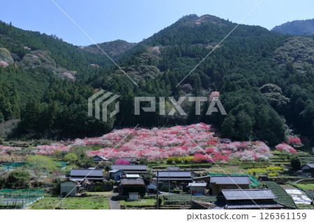春季盛開的久喜桃花（高知縣仁澱川町） 126361159