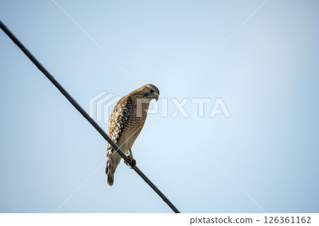 The red-shouldered hawk bird perching on electric cable looking for prey to hunt The red-shouldered hawk bird perching on electric cable looking for prey to hunt 126361162