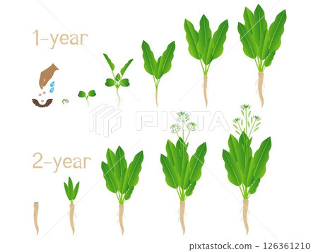Two year growth cycle of horseradish from seed on a white background. Two year growth cycle of horseradish from seed on a white background. 126361210