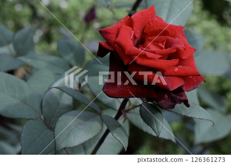 雨後的船歌 雨後的船歌 126361273