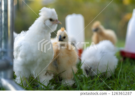Raising organic chicken on home backyard. Young chicks in chicken coop with green grass on yard garden 126361287