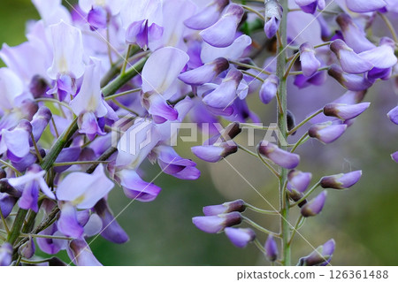 路邊盛開的野紫藤花 路邊盛開的野紫藤花 126361488