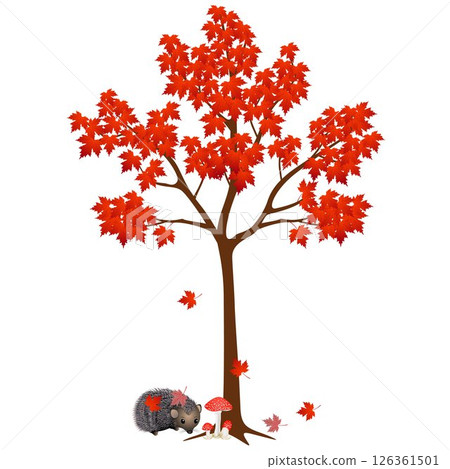 Under the autumn maple tree hedgehog with leaves on a white background. Under the autumn maple tree hedgehog with leaves on a white background. 126361501