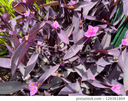 紫禦殿（紫宮）紫心勳章、瀨戶內海 126361804