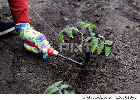 Gardener tending to young tomato plants in a home garden during springtime Gardener tending to young tomato plants in a home garden during springtime 126361963