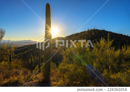Sunset at King Canyon Trailhead, Saguaro National Park West, Arizona 126362058