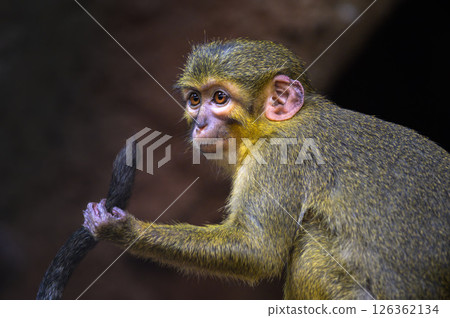 Northern Talapoin Monkey Close-Up Northern Talapoin Monkey Close-Up 126362134