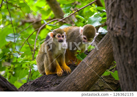 Two Common Squirrel Monkeys on Tree Branch 126362135