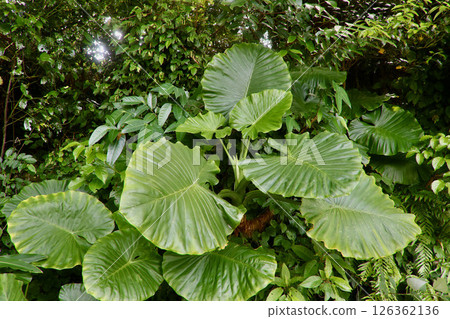 Okinawa forest, alocasia, leaves (Uruma City, Okinawa Prefecture) 126362136