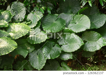 Okinawa forest, alocasia, leaves (Uruma City, Okinawa Prefecture) 126362137