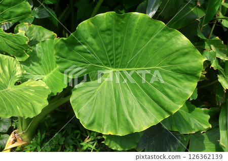 Okinawa forest, alocasia, leaves (Uruma City, Okinawa Prefecture) Okinawa forest, alocasia, leaves (Uruma City, Okinawa Prefecture) 126362139