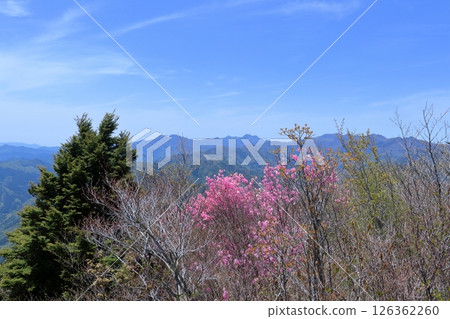 山頂的曙杜鵑花與石鎚山脈（高知縣土佐町稻佐山） 126362260