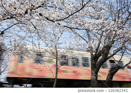 Spring Arashiyama Kitano Line and a passing train Spring Arashiyama Kitano Line and a passing train 126362341
