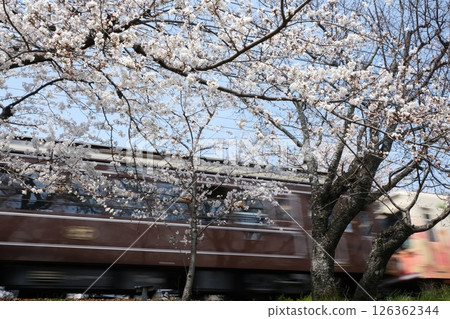 Spring Arashiyama Kitano Line and a passing train Spring Arashiyama Kitano Line and a passing train 126362344