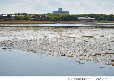Yatsu tidal flat (Narashino City, Chiba Prefecture) 126362380
