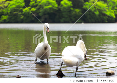 Cobb swans Cobb swans 126362390