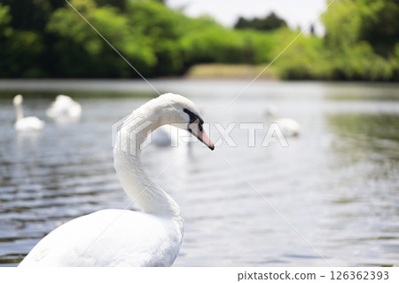 Cobb天鵝 126362393