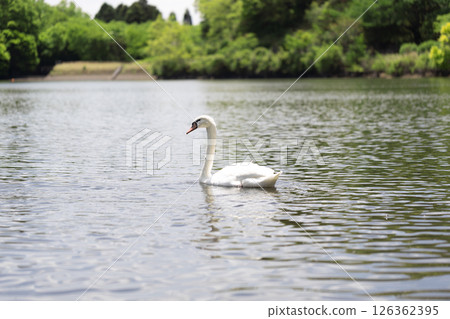 Cobb天鵝 126362395