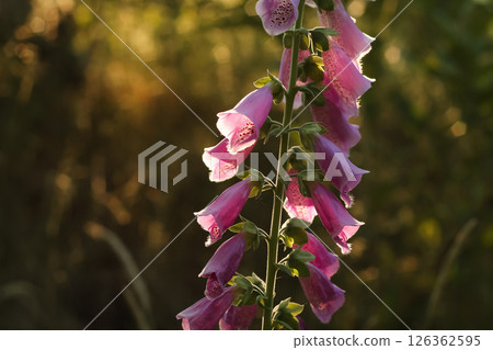 Beautiful And Dreamy Pink Foxglove Beautiful And Dreamy Pink Foxglove 126362595