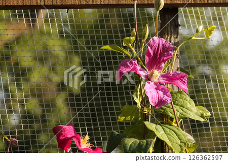 Pink Clematis Blossoms Catching Rays Pink Clematis Blossoms Catching Rays 126362597
