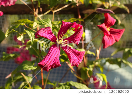 Pink Clematis Blossoms Catching Rays Pink Clematis Blossoms Catching Rays 126362600