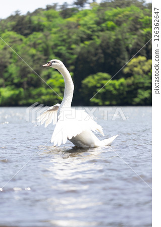 Mute swan spreading its wings Mute swan spreading its wings 126362647