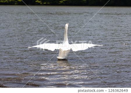 疣鼻天鵝展翅 126362649
