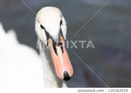 Up-up of the face of the swallow swans Up-up of the face of the swallow swans 126362659