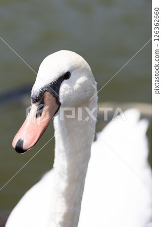 Up-up of the face of the swallow swans 126362660