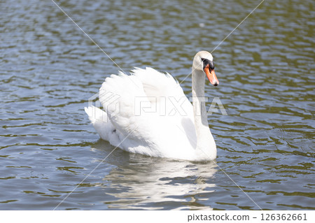 Cobb天鵝 126362661