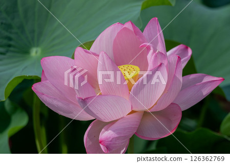 Beautiful pink lotus flowers and green leaves contrast Beautiful pink lotus flowers and green leaves contrast 126362769