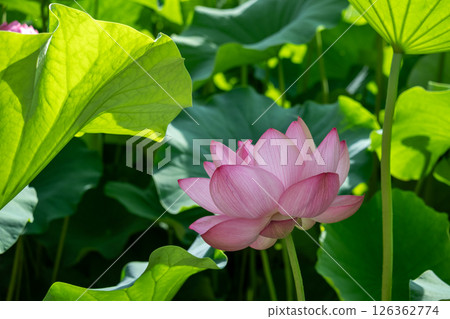 夏日陽光下美麗的蓮花和綠葉 夏日陽光下美麗的蓮花和綠葉 126362774
