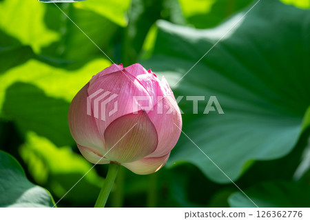 初夏陽光照射下的蓮花花蕾 初夏陽光照射下的蓮花花蕾 126362776