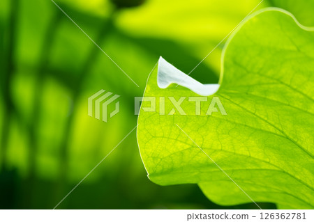 Lotus leaf details shining through the sunlight 126362781
