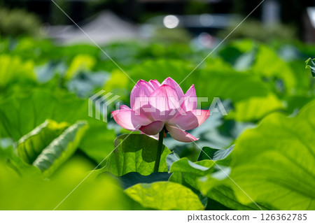 Beautiful lotus flower surrounded by green leaves Beautiful lotus flower surrounded by green leaves 126362785