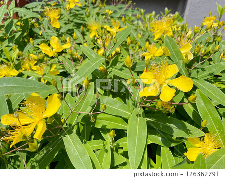 金絲桃:一種花園喬木,開黃色花朵,是初夏的花朵。 金絲桃:一種花園喬木,開黃色花朵,是初夏的花朵。 126362791