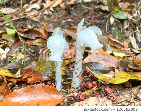 Silver bell mushroom 126362809