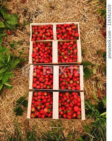 Freshly picked strawberries filling wooden crates on a farm 126362810