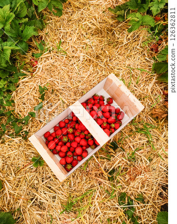 Freshly picked strawberries filling wooden crate in field Freshly picked strawberries filling wooden crate in field 126362811