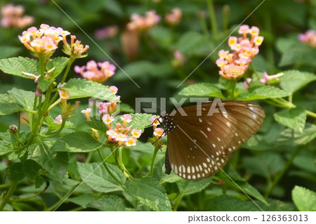 butterfly hanging and feeding nectar from flower in garden 126363013