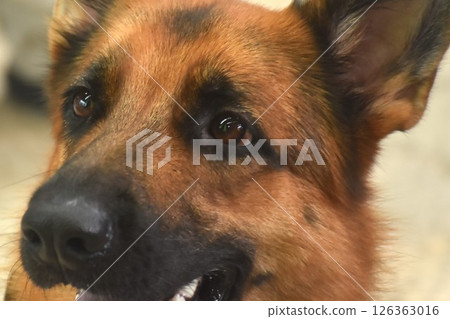 portrait of German Shepherd or Alsatian cute and smart cute dog  126363016