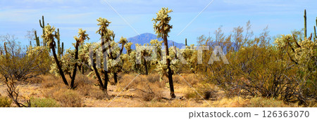 Early Winter Landscape Sonoran Desert Arizona Early Winter Landscape Sonoran Desert Arizona 126363070