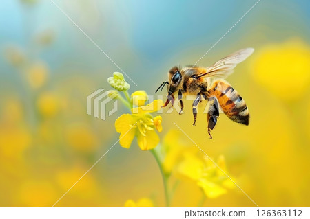Close-up macro of bee on yellow flower. Honey bee collects nectar. Flying large honeybee collecting bee pollen from flowers blossom. Blur natural background. Sunny bright day. Summer and spring. 126363112