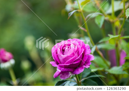 埼玉縣狹山市知古山公園玫瑰園 126363290