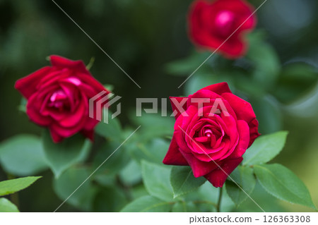 Rose Garden, Chikozan Park, Sayama City, Saitama Prefecture 126363308