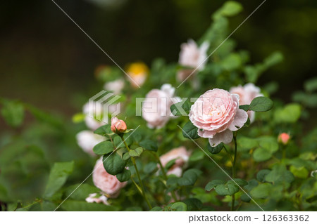 埼玉縣狹山市知古山公園玫瑰園 126363362