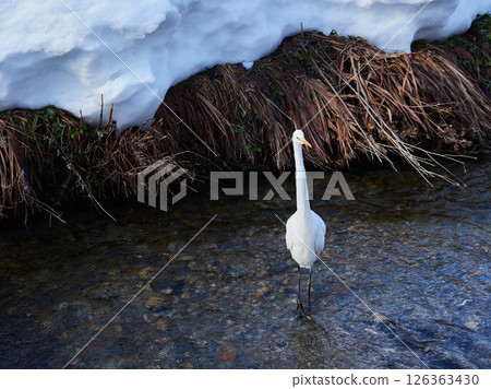 冬季鄉村河流上的雪景和白鷺 冬季鄉村河流上的雪景和白鷺 126363430