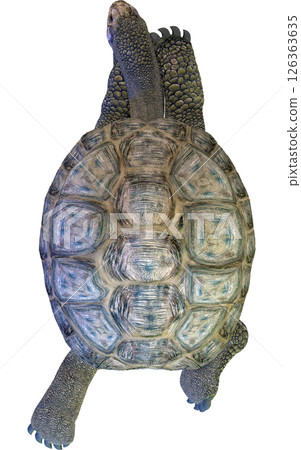 Giant tortoise Giant tortoise 126363635